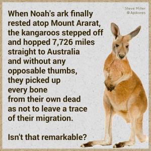 The amazing kangaroo